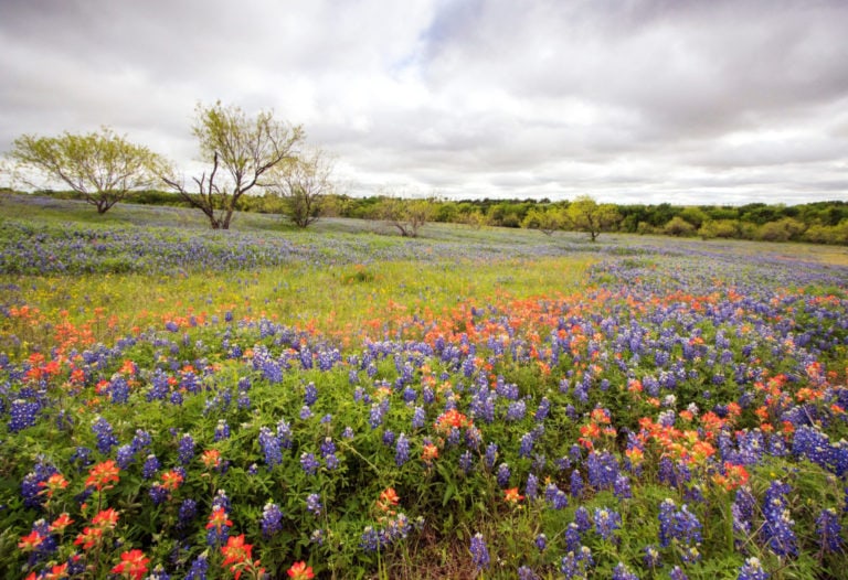 Market Insights from Texas